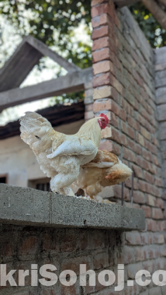 আমেরিকান বাফ ব্রহামা